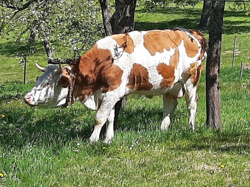 Baltata Românească  de 3 ani