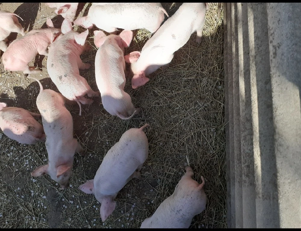 Purcei Landrace