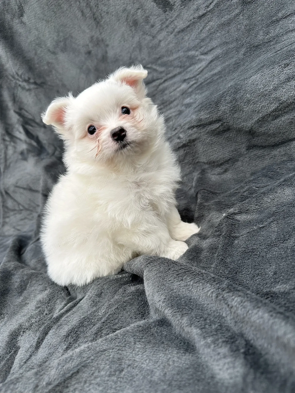 Disponibil Baiat bichon 