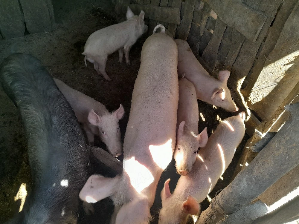 Purcei 6 luni, rasă mixtă Duroc Landrace