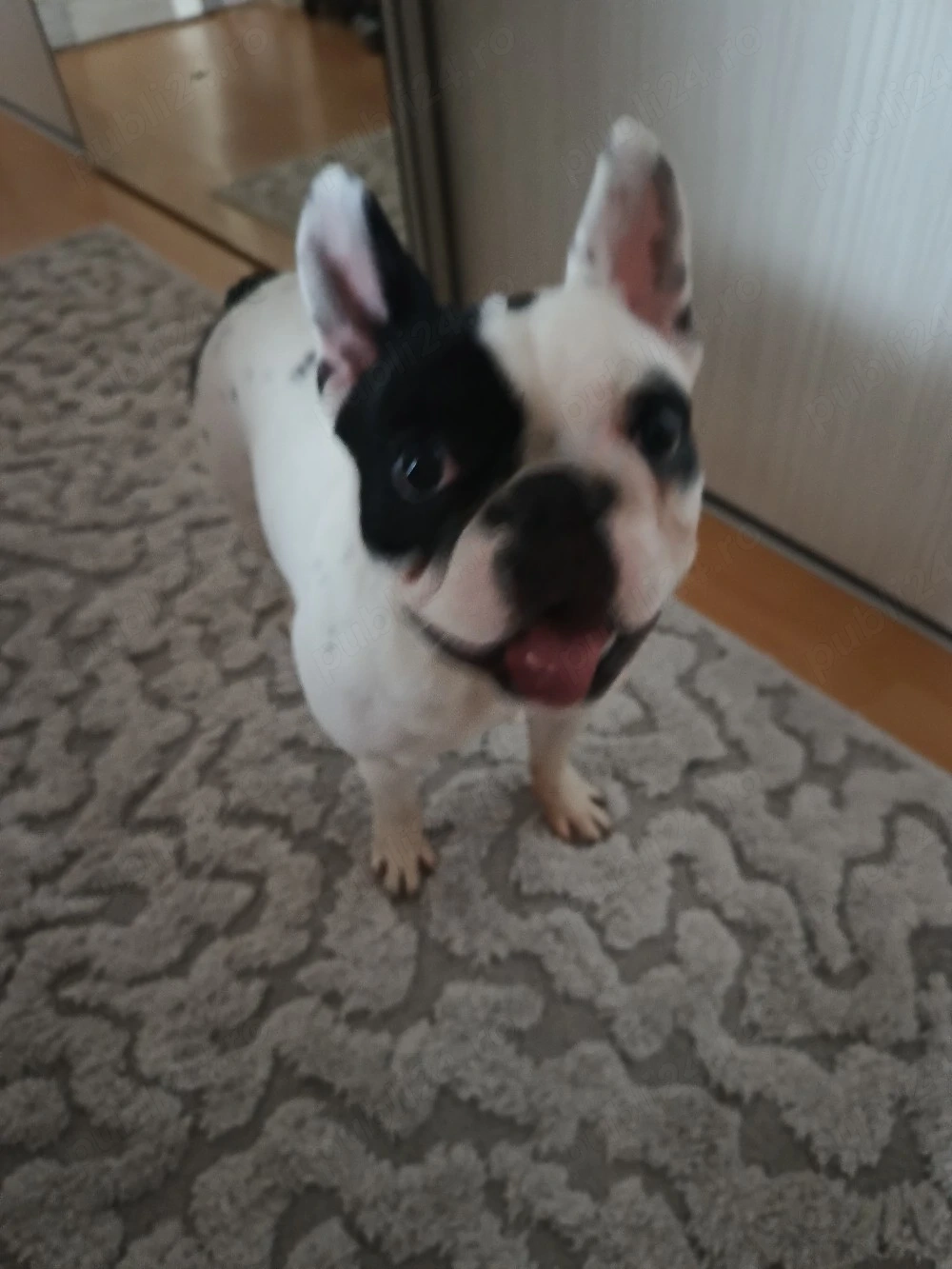 Vând buldog francez 