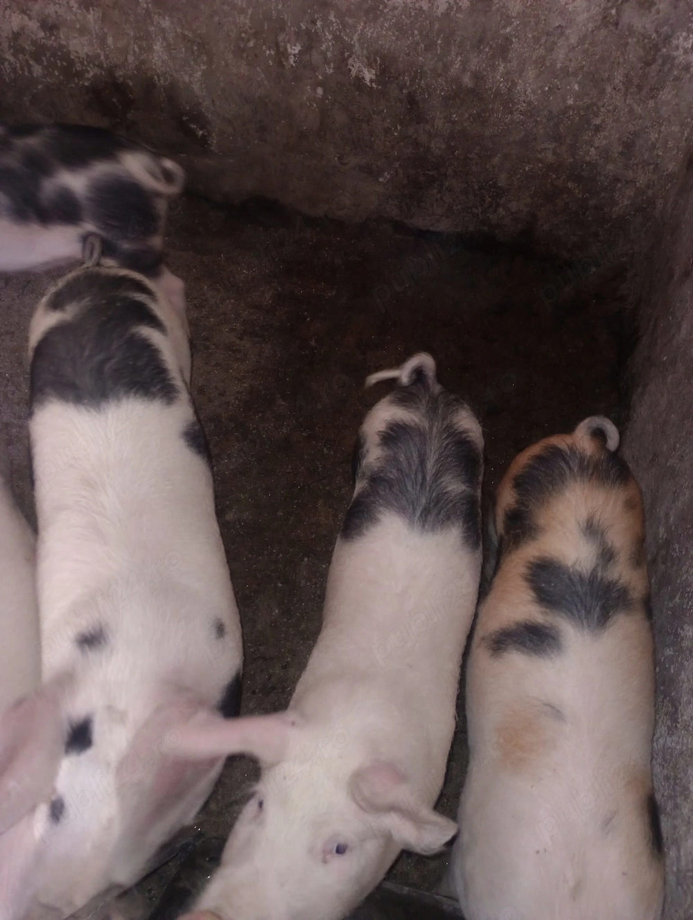 Vand porc carcasa