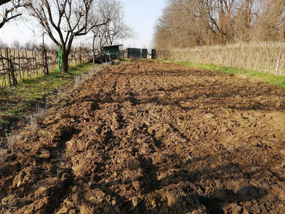 Vând grădină în Lugoj lângă sera CFR la 500 m de bariera str Jabarului 