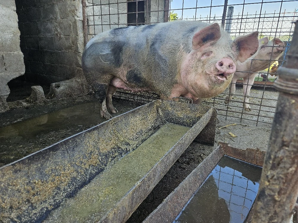 Vand purcea de peste 300kg 