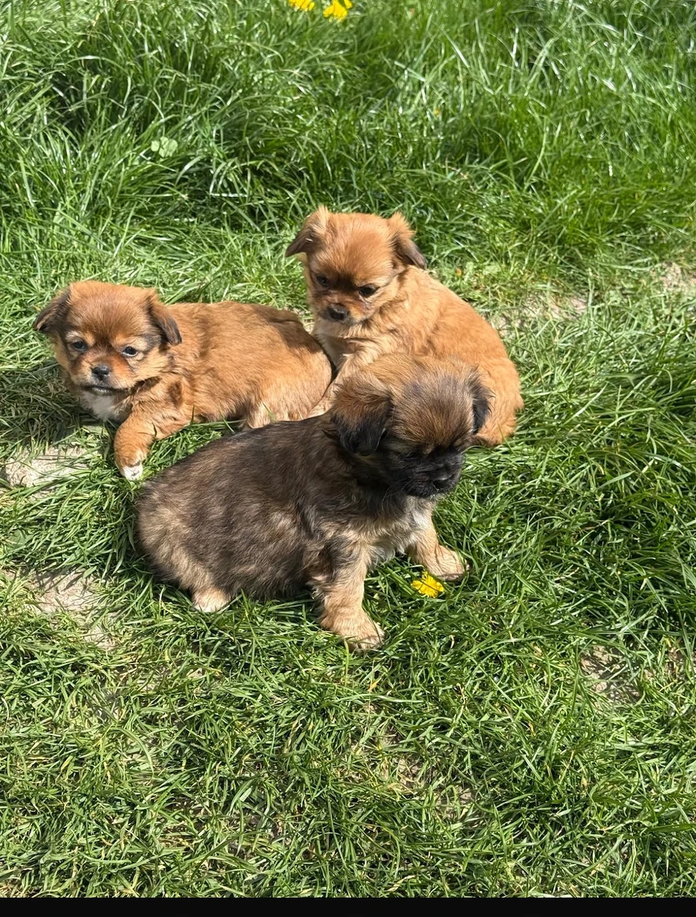 Cățeluș pechinez imperial 