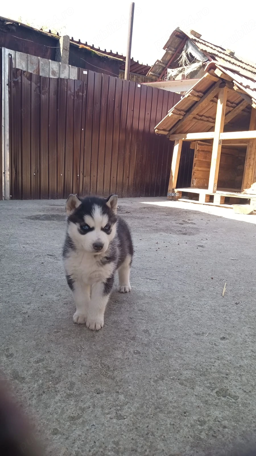 Husky siberian de vanzare 