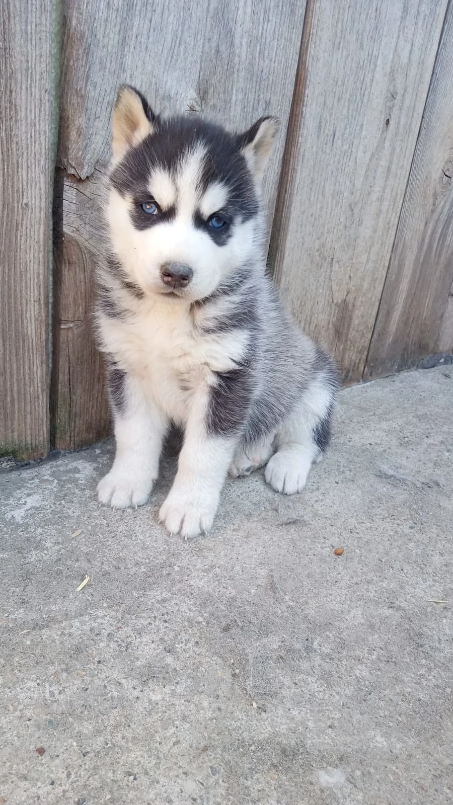 Husky siberian de vanzare 