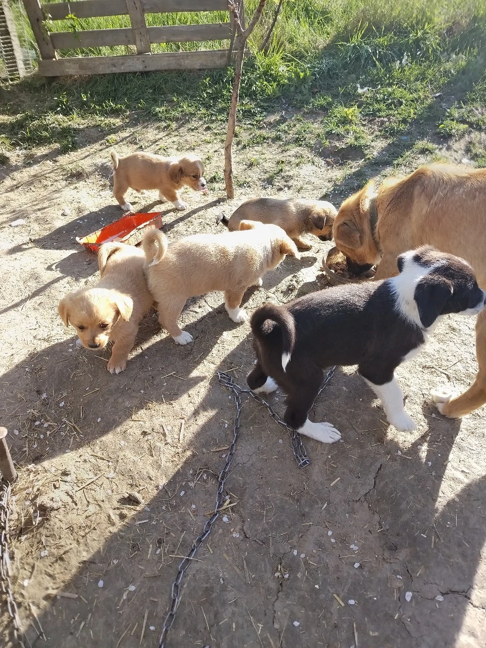 Donez catei catre adoptie