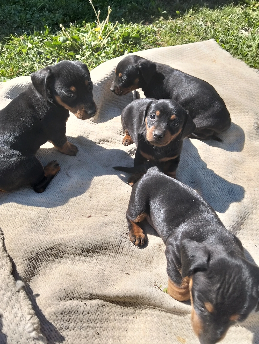 Căței Teckel negru 