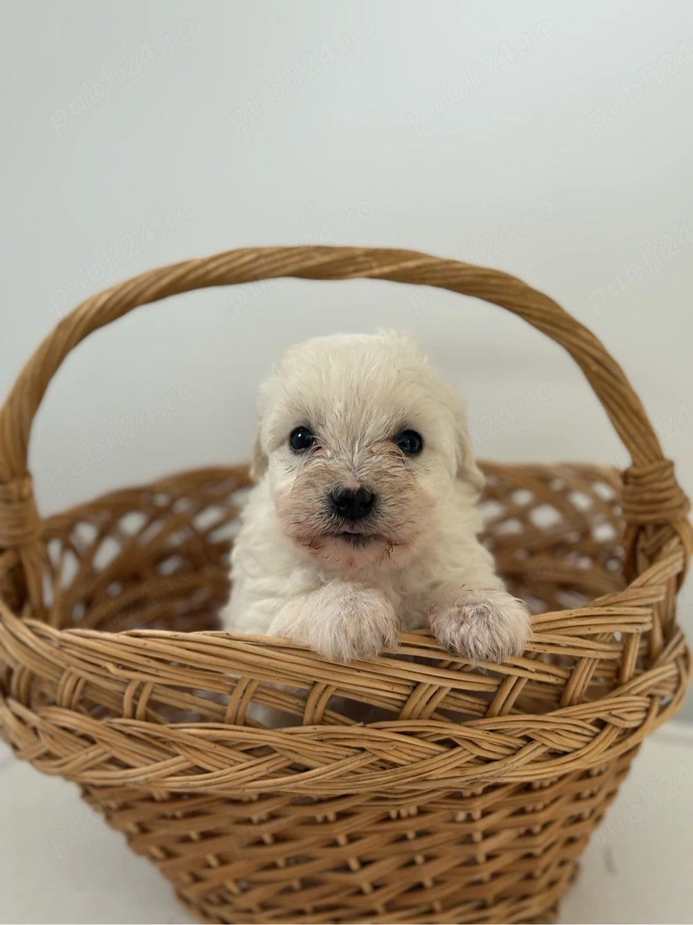 Bichon Maltez Fetita 
