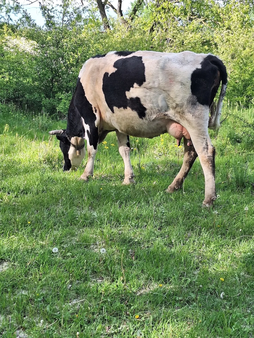 vînd vaca de lapte