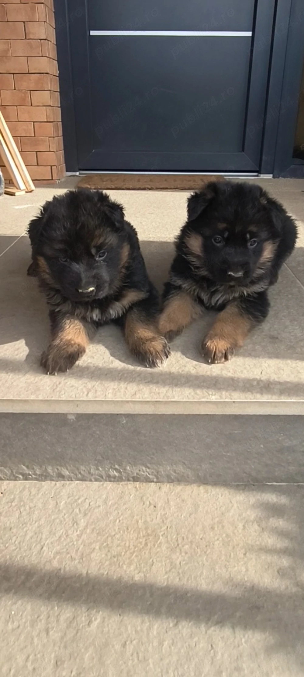 De vanzare 2 femele ciobanesc german linie show 