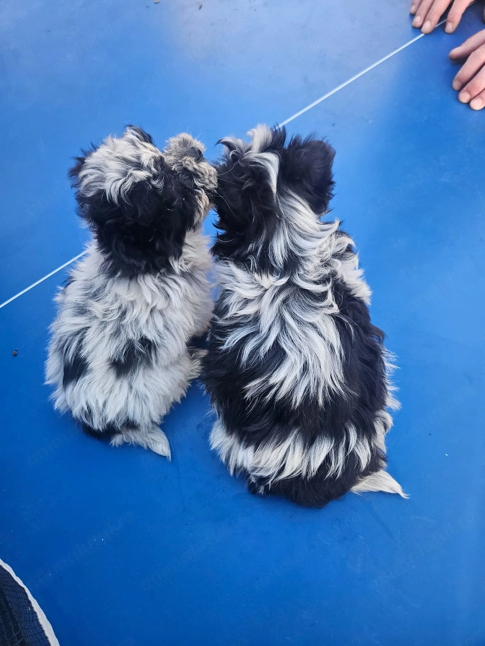 Vand catei shih tzu