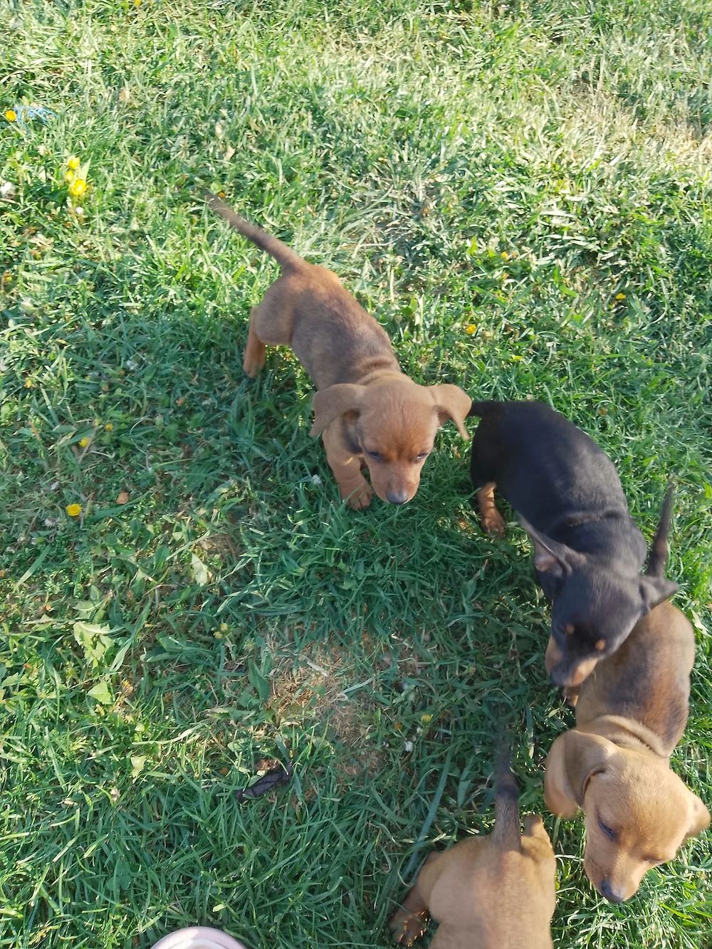 Căței teckel de vânzare 