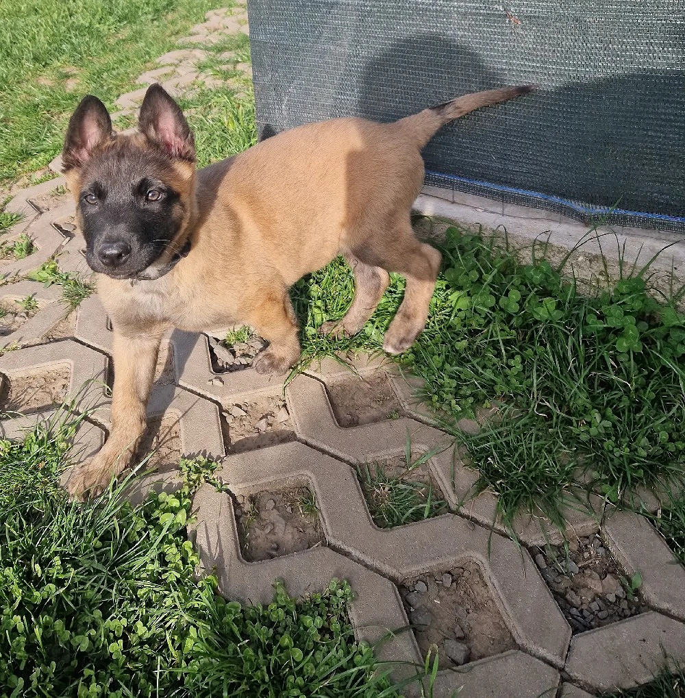 Mascul belgian malinois 