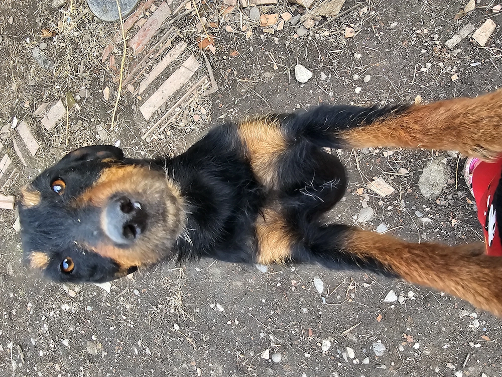 Femele de 1 jumatate de copoi ardelenesc si jagdterrier 
