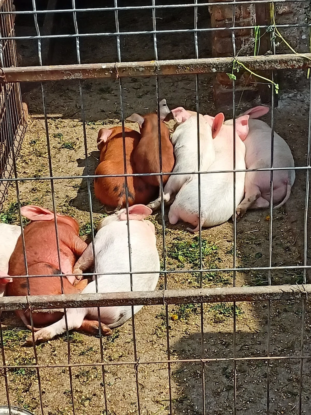 Purcei de vânzare 