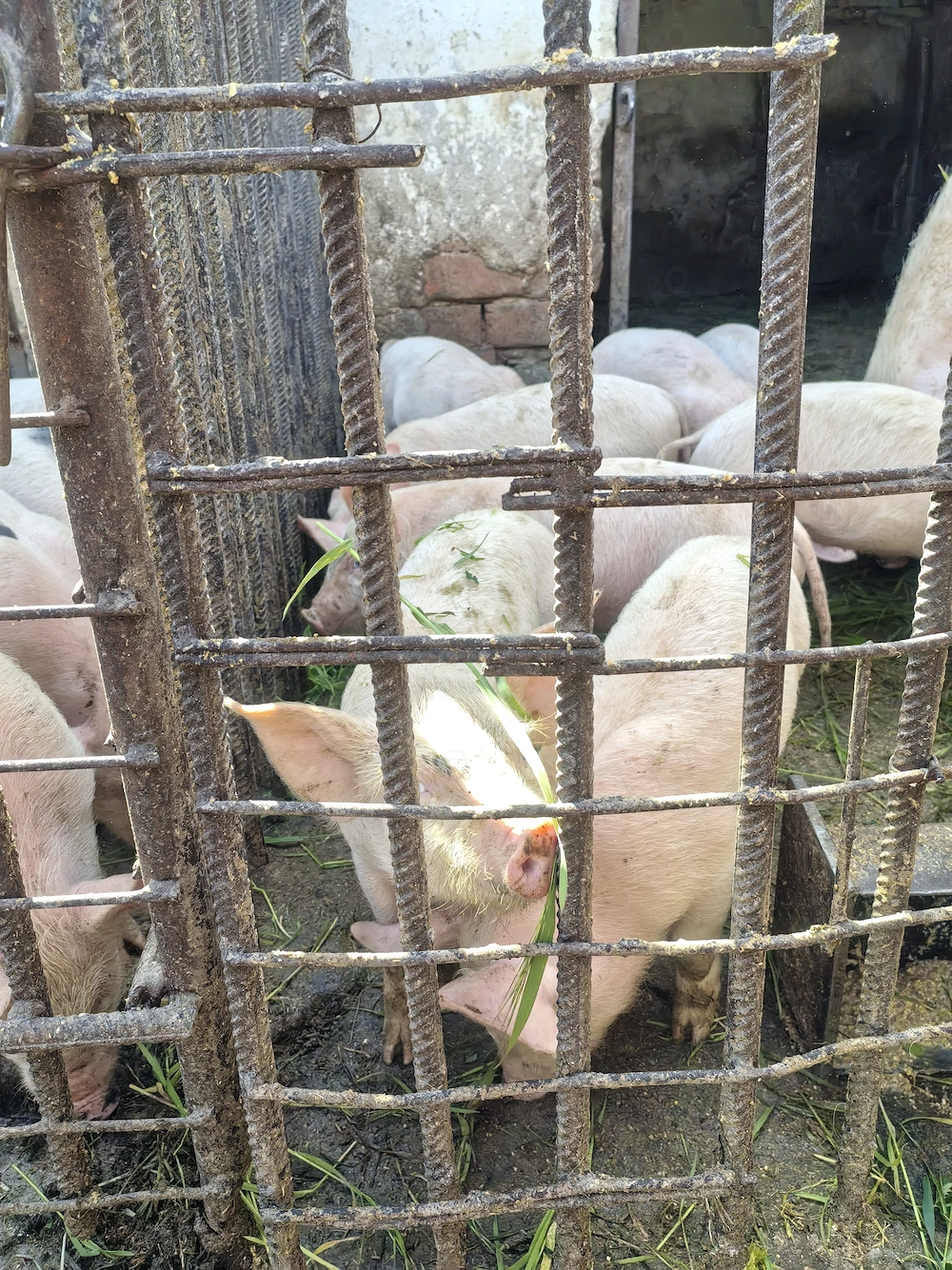 Purcei 8 săptămâni 