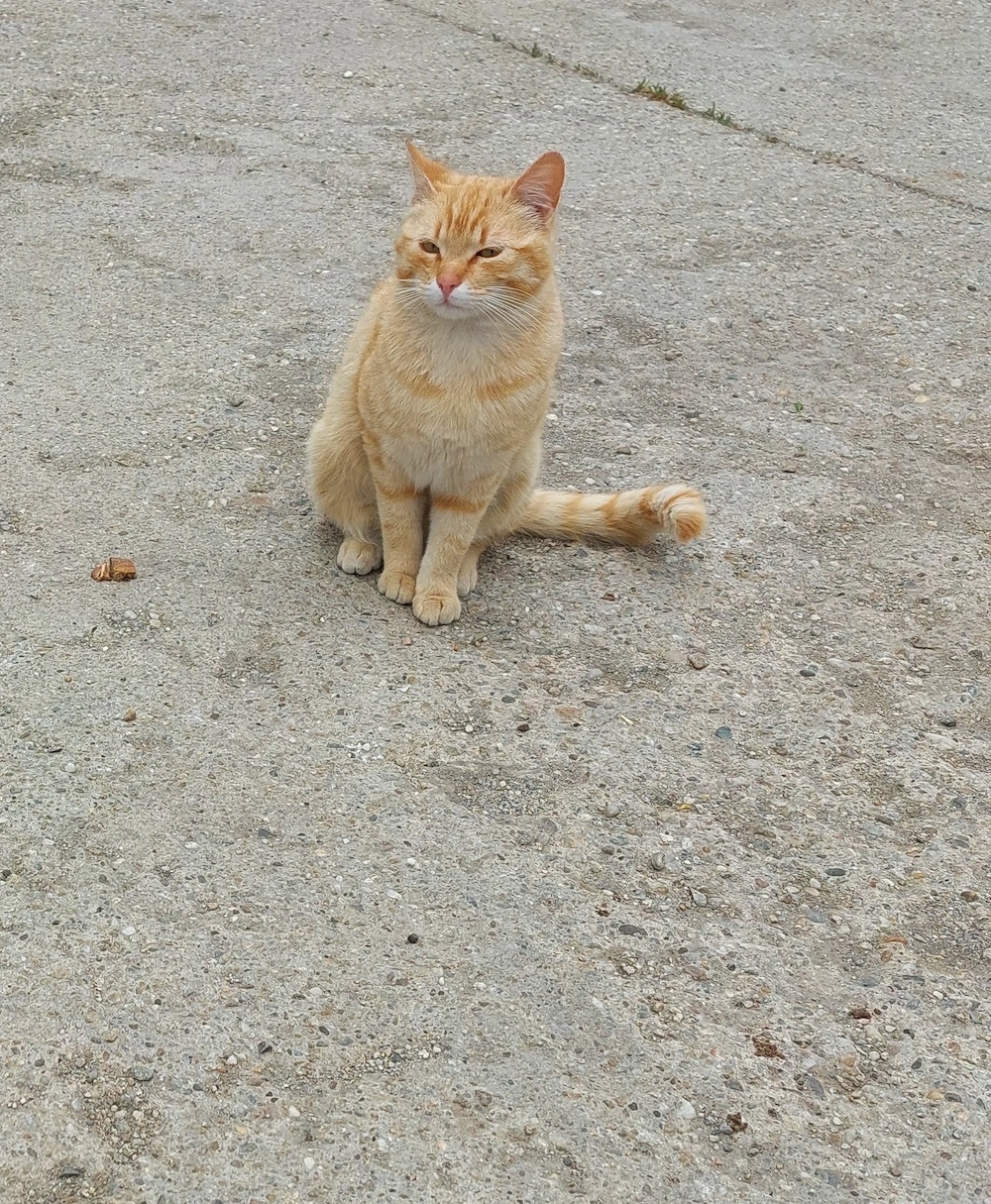 Pisica blândă și jucăușă 