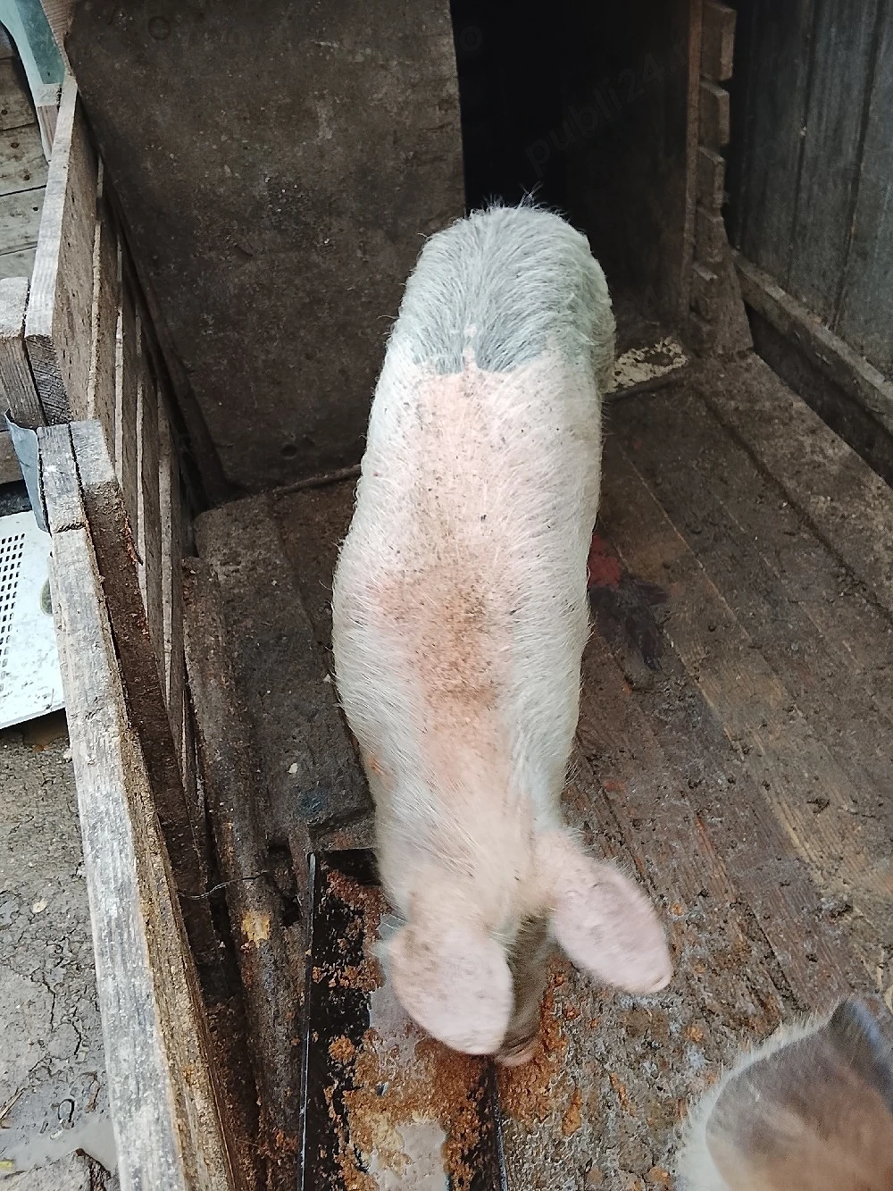 vând două purcele la 50 de kg bucata preț 700 de lei bucata 