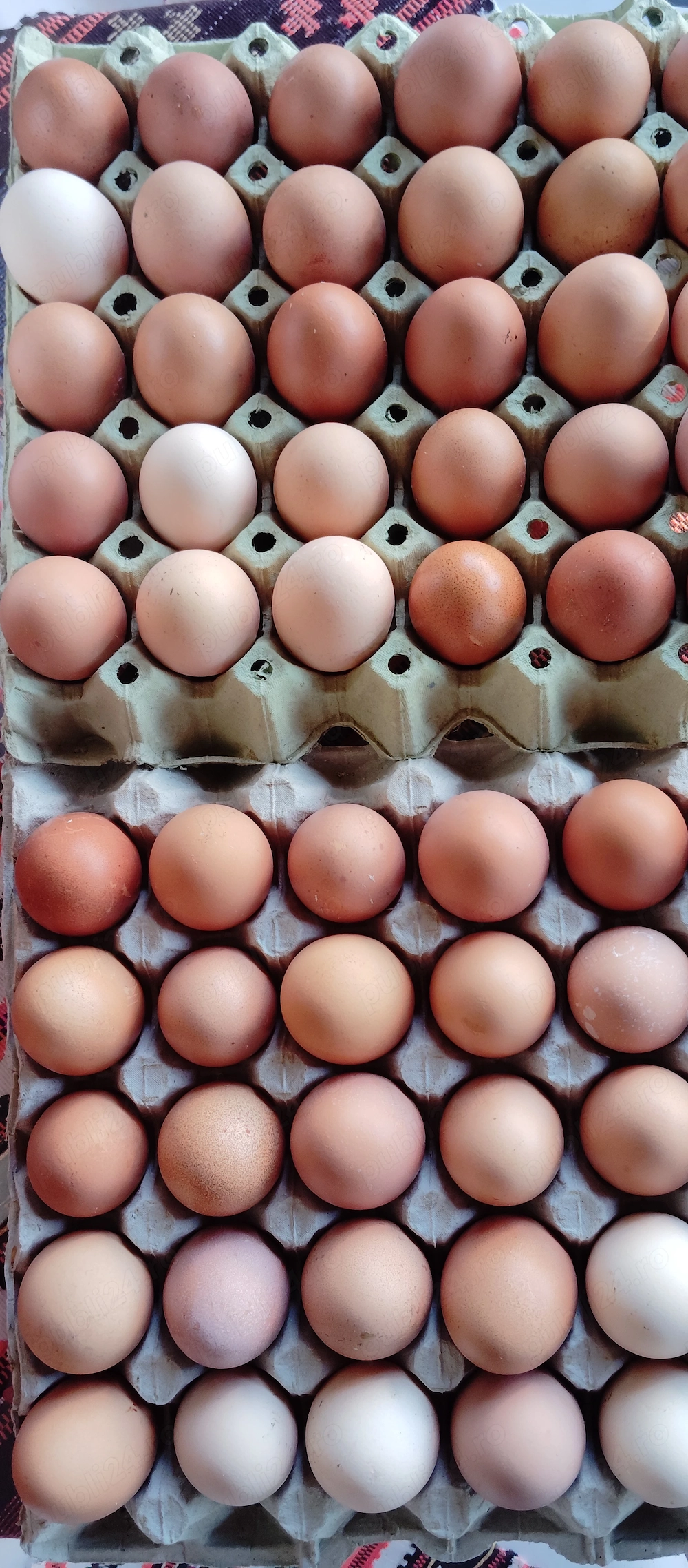 Vând ouă de găină.