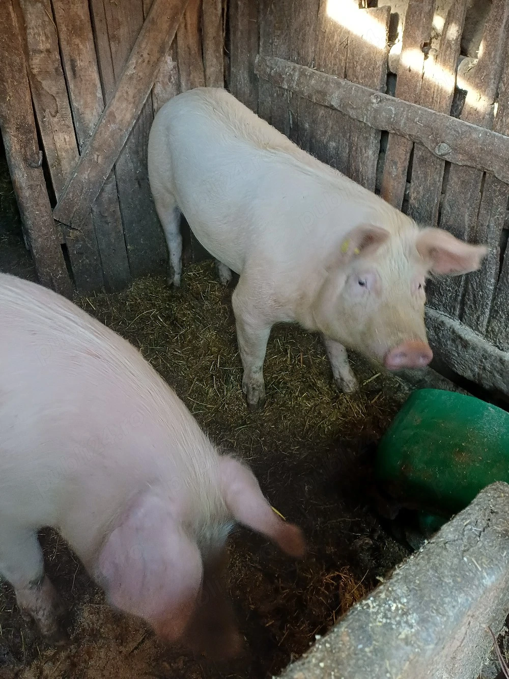 vând 2 porci