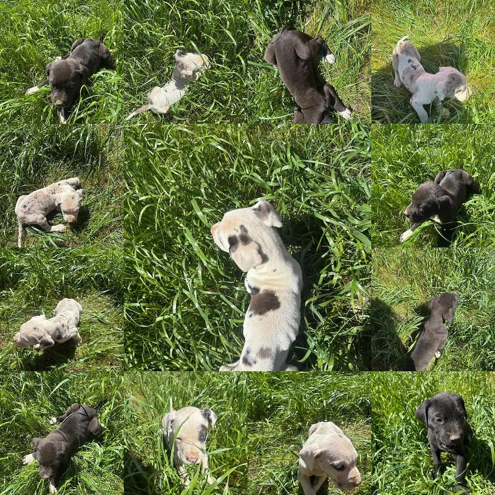 Vand pui Dog German(Great Dane) 