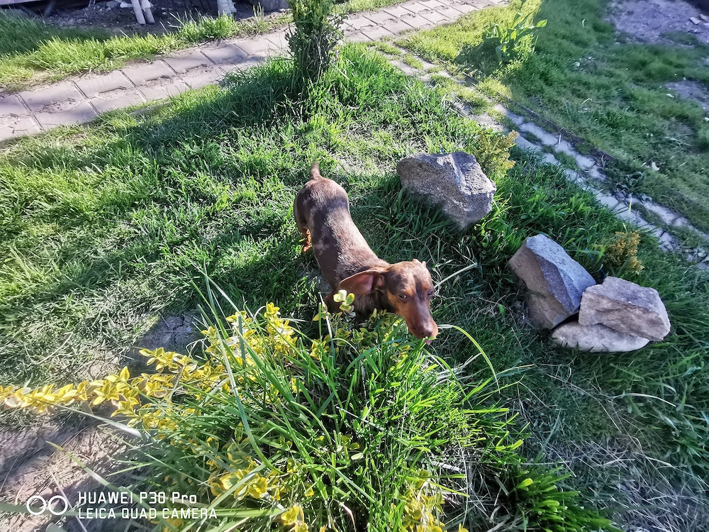 Teckel pitic arlequin masculin cauta perechea 