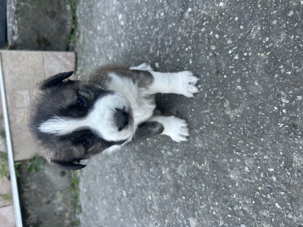 Căței Ciobănești ! 