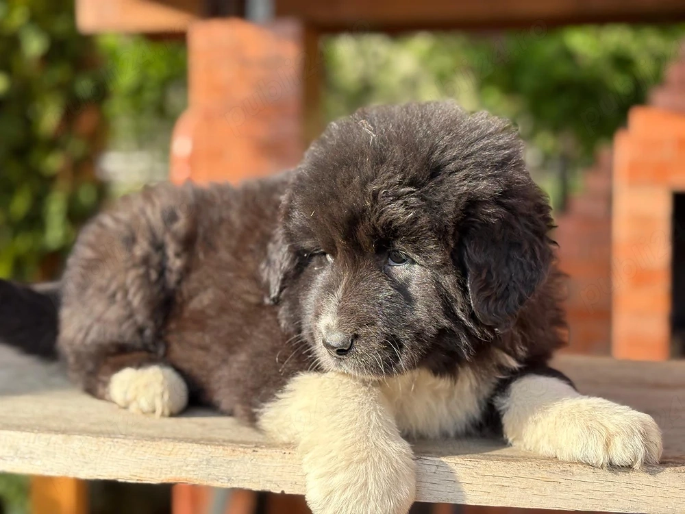 ciobanesc de bucovina