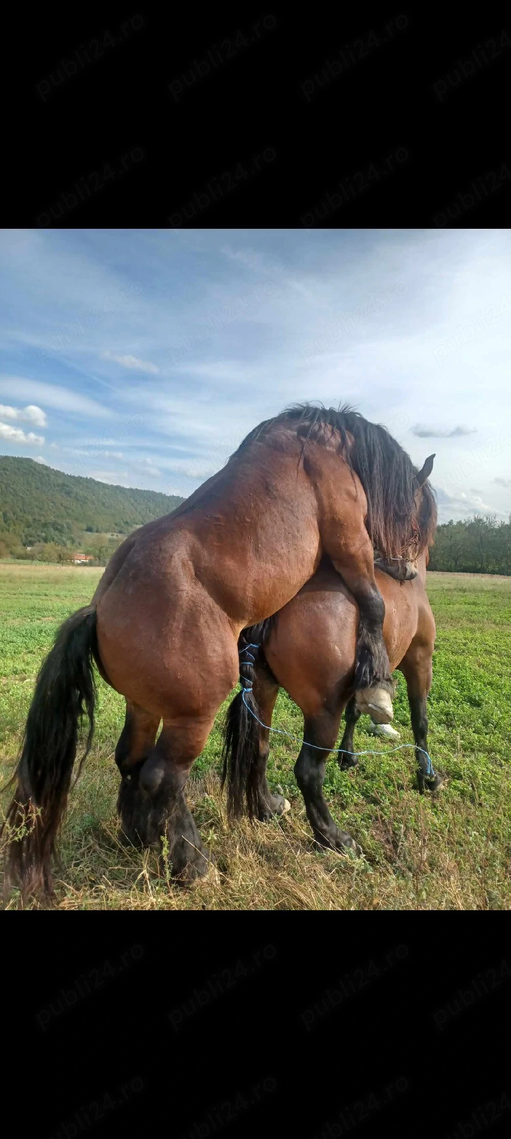 Manz de vanzare 7 luni