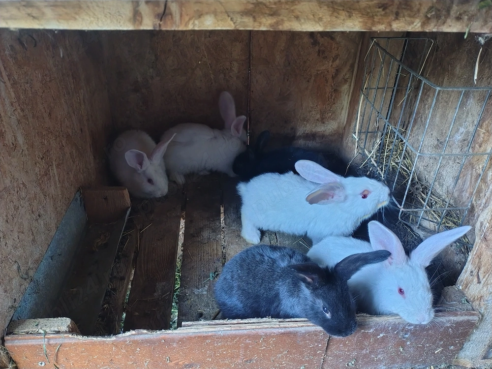 Vand 6 iepuri 5 sapt mn  50 lej bucat  mai múlté detale ín privát 