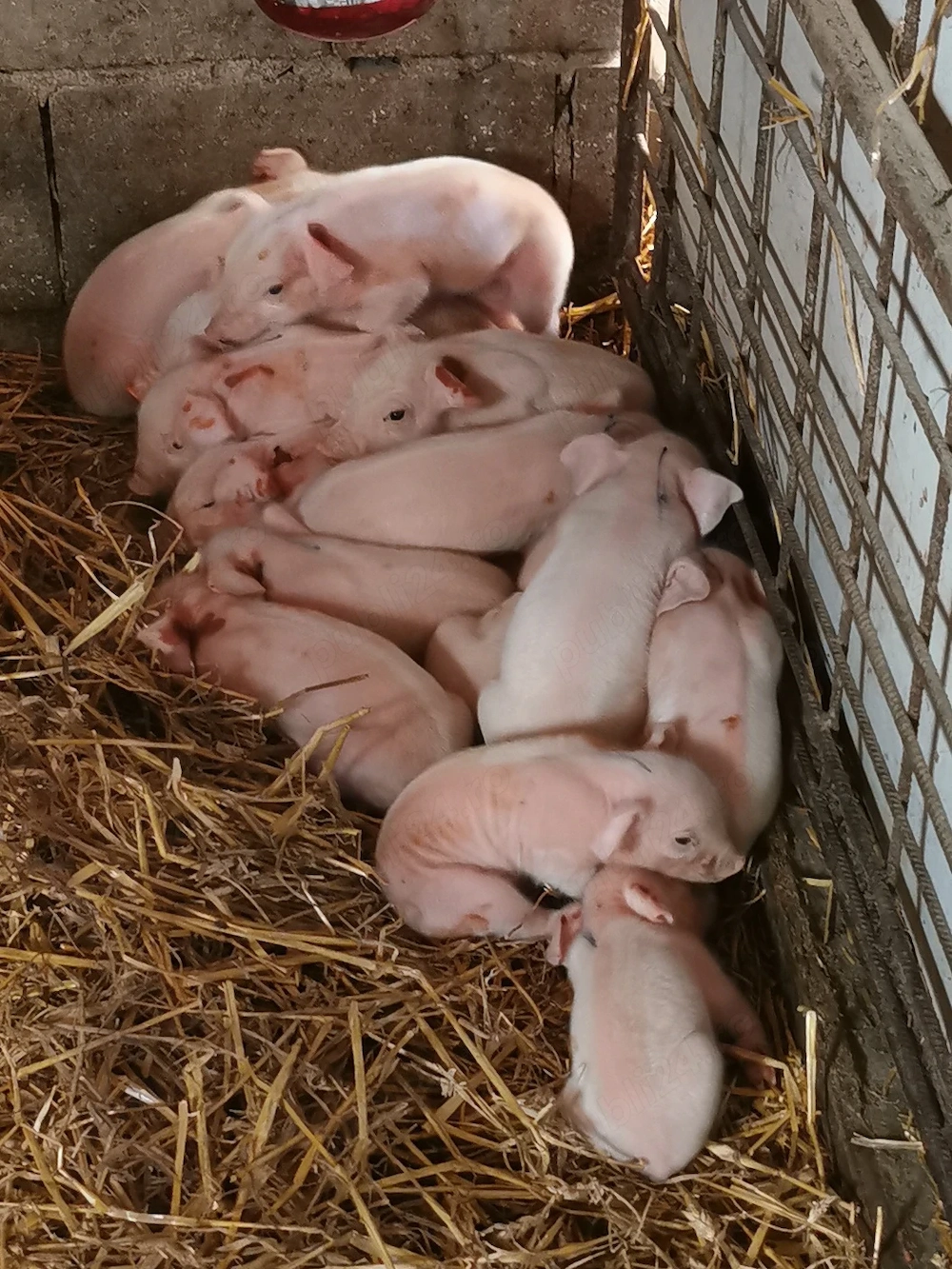 Scroafa cu purceii de vânzare 