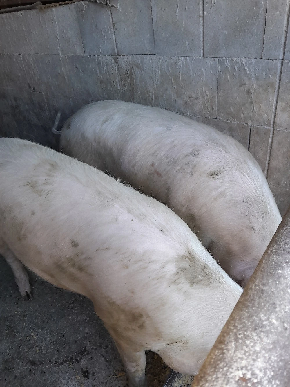 Porci de vânzare 