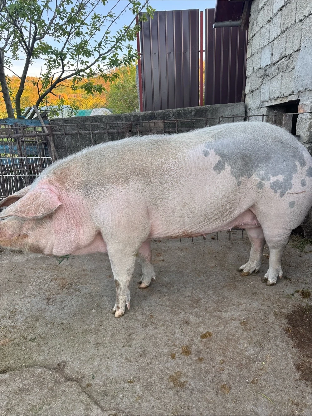 Porc De Vanzare
