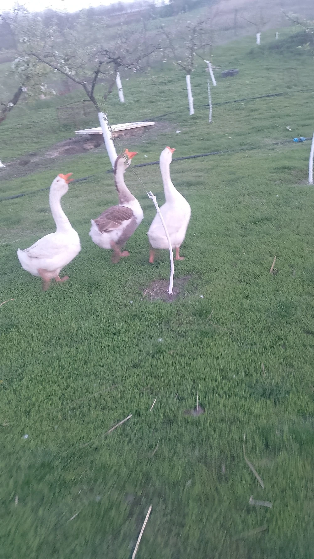 vand doi gascani holmogor metis