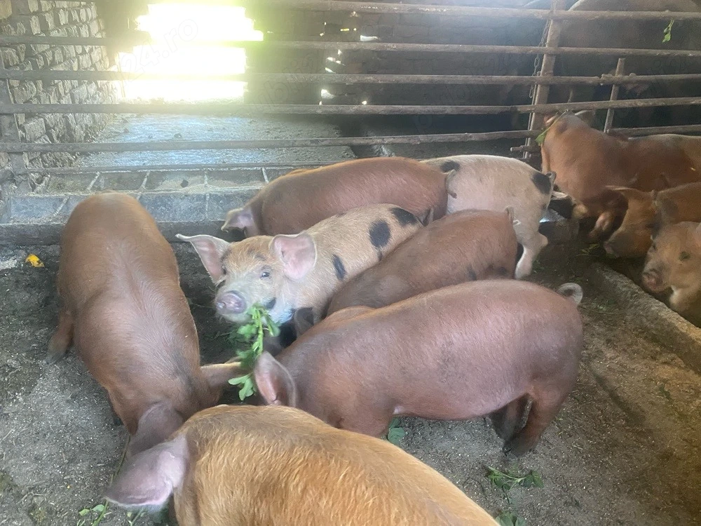 vand purcei 23 purcei de 9 saptamani