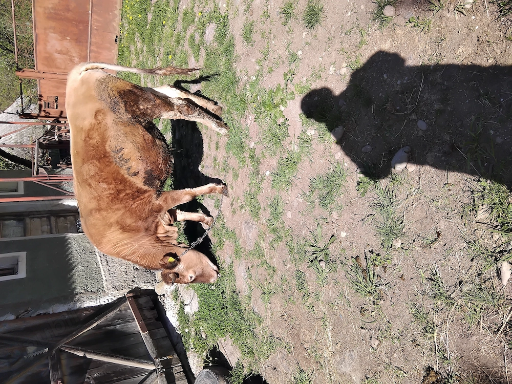 Vindem juninca bruna