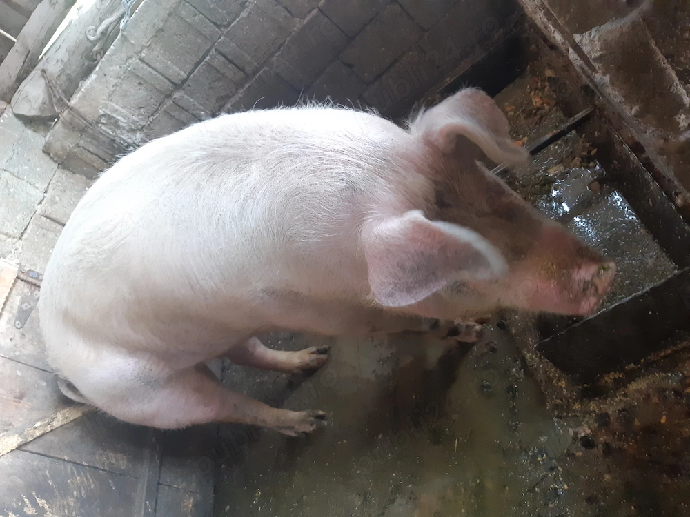 Porc de vanzare 