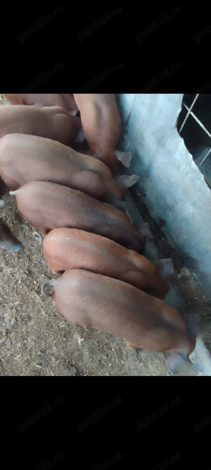 Purcei Duroc rasă pură 