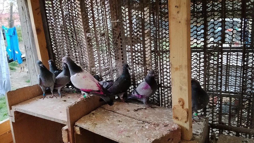 porumbei voiajori de vînzare în jur de 50 