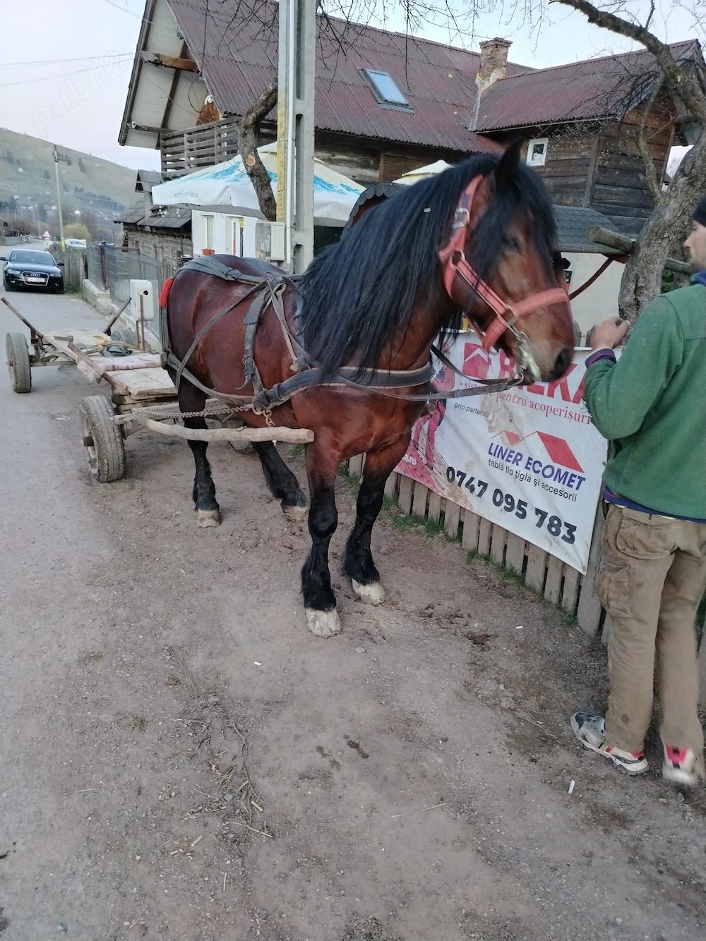 Vând armăsar de 5 ani garantat la tras 