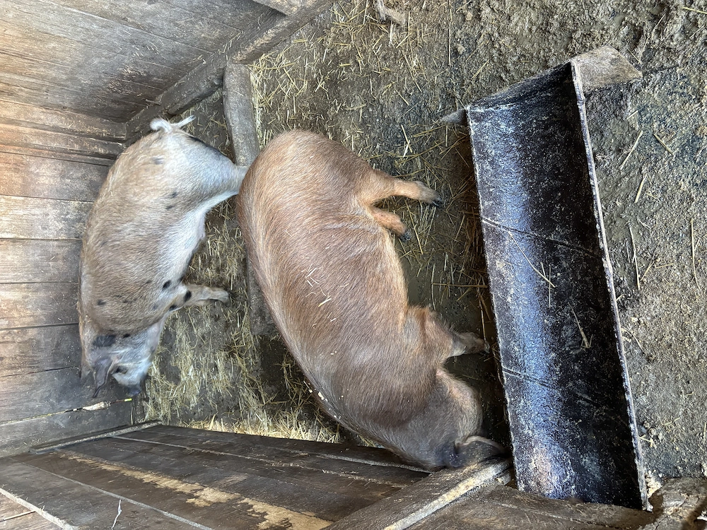 Porci între 80-110 kg , 5 bucăți 