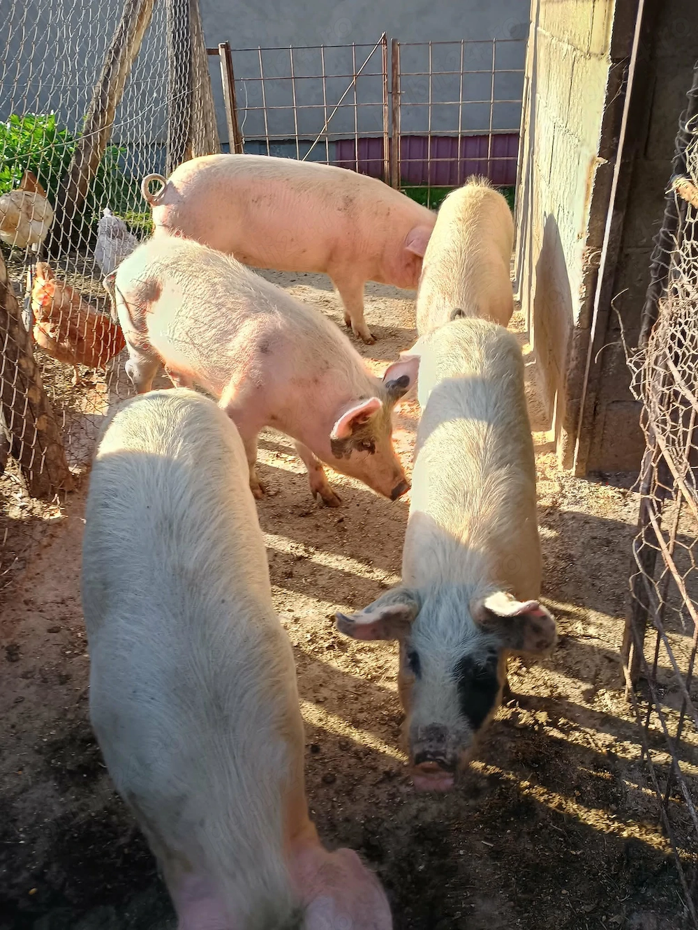 Vând porci peste 70 kg 