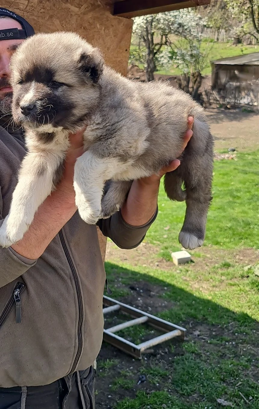 Catei ciobanesc Carpatin 