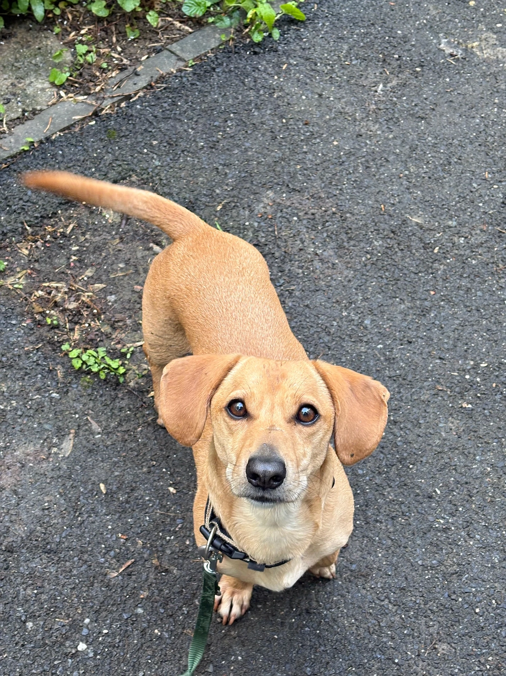 Teckel 7 ani București 