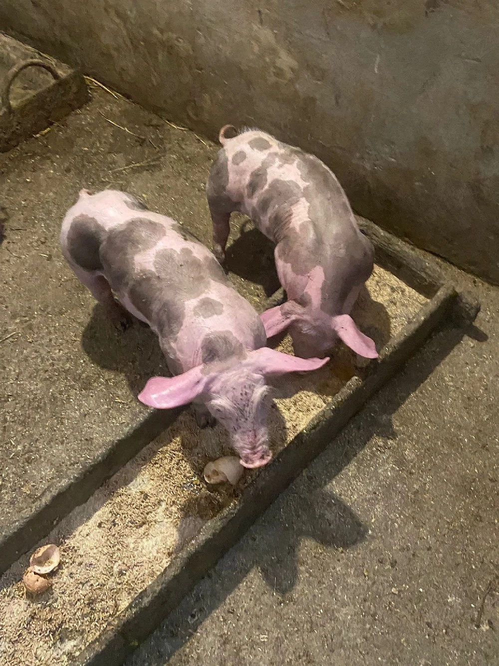 Purcei Pietrean de vânzare