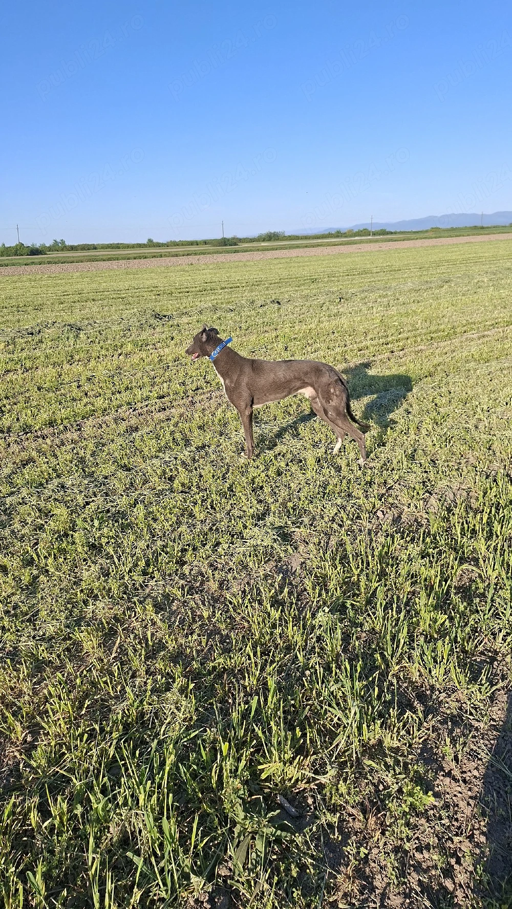 vand mascul 2 ani jum cainele stie ce are de facut nu ma deranja daca nu esti intersant ! 