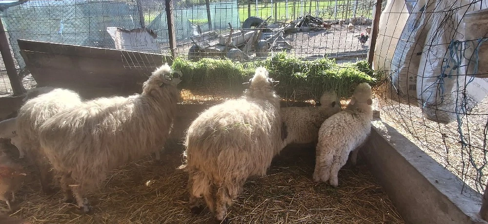 oi țurcane de vânzare sau la schimb