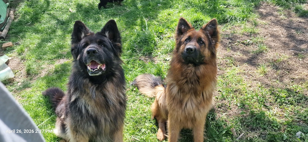 Pui Ciobanesc German 